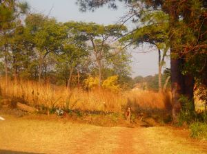 10499619_276485455889438_1664080079024498197_o